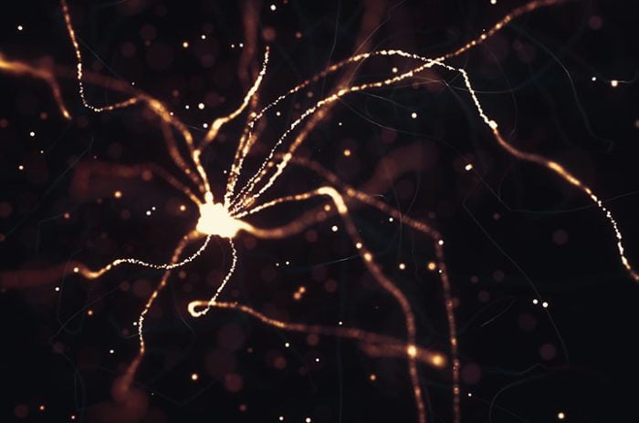 neurons